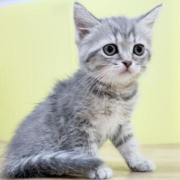 ミヌエット【東京都・女の子・2022年5月12日・ブルータビー（ショートヘア）】の写真「ミヌエット❤️女の子🐱大人気ブルー系」