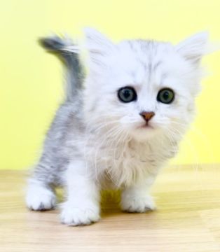 ミヌエット【東京都・女の子・2022年3月10日・シルバータビー】の写真「🎏GW特別キャンペーン🎏」