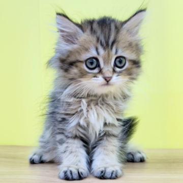 ミヌエット【東京都・男の子・2022年9月30日・ブラウンタビー（ロングヘアー）】の写真「ミヌエット♥️足長くん♥️ブラウン系」