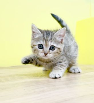 ミヌエット【東京都・女の子・2022年1月16日・ブラウンタビー（ショートヘアー）】の写真「可愛すぎ😍足長ちゃん😻」