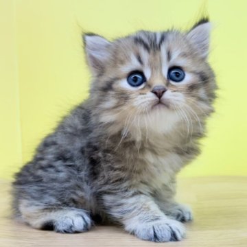 ミヌエット(長足)【東京都・男の子・2023年2月8日・ブラウンタビー（ミディアム〜ロングヘアー）】の写真「期間限定プライス♥️ふわもこな甘ったれ君❤️」