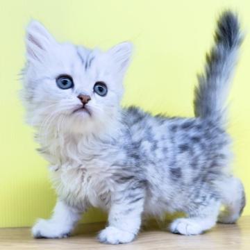 ミヌエット(長足)【東京都・女の子・2022年6月8日・シルバータビー（ミディアム〜ロングヘアー）】の写真「❤️モコっとした美人さん❤️」