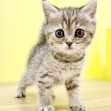 ミヌエット(長足)【東京都・女の子・2022年5月21日・ブラウンタビー（ショートヘア）】の写真「早い者勝ち‼️ミヌエット❤️女の子🐱ブラウンタビー」