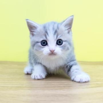 マンチカン(長足)【東京都・男の子・2022年6月20日・ブルータビー&ホワイト（ショート〜ミディアムヘアー）】の写真「人気カラー❤️マンチカン❤️足長君♥️ブルー」