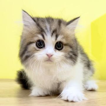 ミヌエット(長足)【東京都・男の子・2022年6月22日・ブラウンタビー&ホワイト（ロングヘアー）】の写真「❤️ふわふわミヌエット男の子❤️」