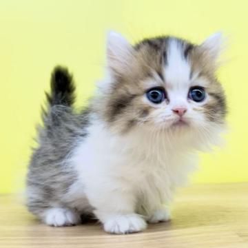 ミヌエット【東京都・男の子・2022年9月30日・ブラウンパッチドタビー&ホワイト（ロングヘアー）】の写真「❤️極短足♥️ドール系の王子様🤴」