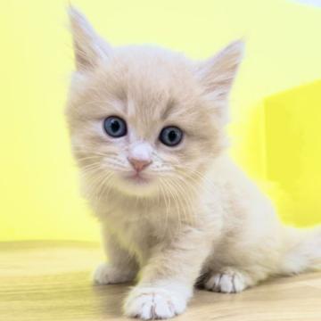 ミヌエット(長足)【東京都・男の子・2022年6月22日・カメオタビー（ミディアム〜ロングヘアー）】の写真「綺麗なお顔立ちのミヌエット♥️足長❤️カメオタビー」