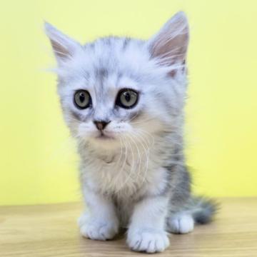 スコティッシュフォールド(立ち耳)【東京都・男の子・2022年7月3日・シルバータビー&ホワイト】の写真「❤️とっても元気な男の子❤️」