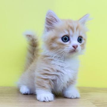 ミヌエット(短足)【東京都・男の子・2022年8月16日・レッドタビー&ホワイト（ミディアム〜ロングヘアー）】の写真「極短足❤️ミヌエット❤️超キュートな男の子♥️」