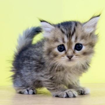 ミヌエット(長足)【東京都・女の子・2022年9月30日・ブラウンタビー（ロングヘアー）】の写真「ミヌエット♥️キュートな女の子🎀足長ちゃん🎀」