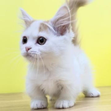 マンチカン(短足)【東京都・女の子・2022年5月24日・レッドタビー&ホワイト（ミディアムヘアー）】の写真「♥️短足マンチカン♥️」