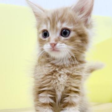 マンチカン(長足)【東京都・男の子・2022年5月24日・レッドタビー（ミディアムヘアー）】の写真「🌴サマーセール🌺マンチカン◆男の子◆足長」