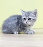 ミヌエット(長足)【東京都・女の子・2022年5月12日・ブルータビー】の写真3