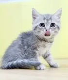 ミヌエット(長足)【東京都・女の子・2022年5月12日・ブルータビー】の写真5