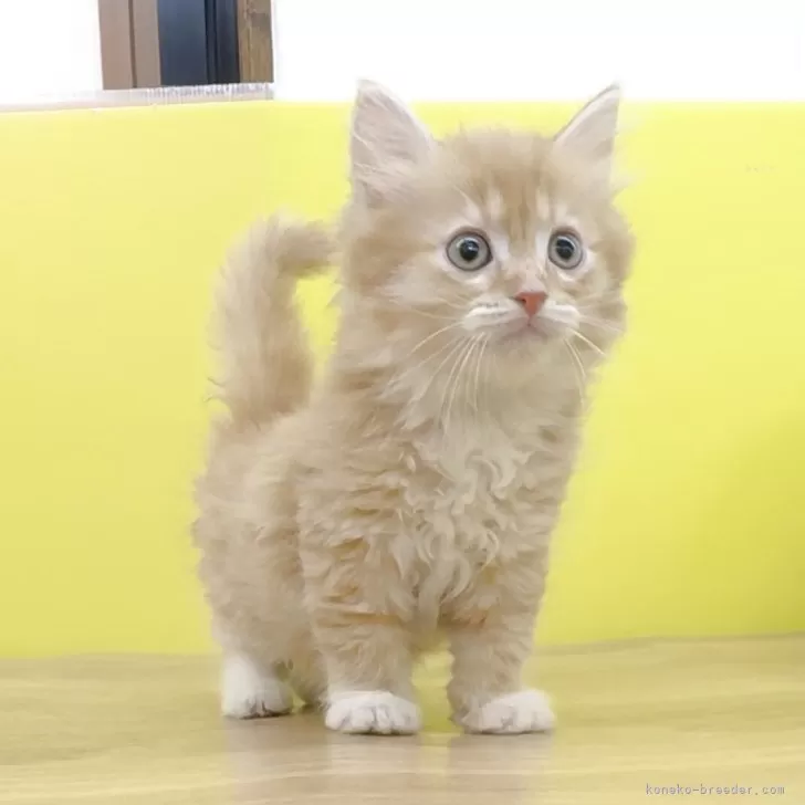 ID:2506-03270の子猫