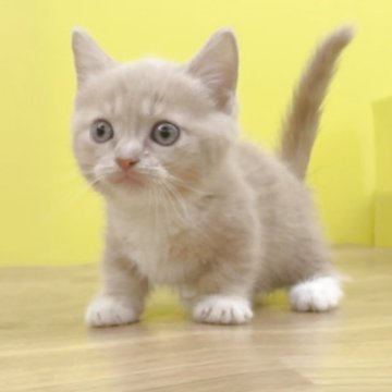 マンチカン(短足)【東京都・男の子・2025年8月17日・カメオタビー&ホワイト（ショートヘアー）】の写真「極短足❤️ソックスタイプの可愛い男の子❤️」