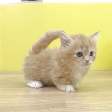 マンチカン(短足)【東京都・女の子・2025年10月1日・レッドタビー&ホワイト（ミディアム〜ロングヘアー）】の写真「極短足❤️エプロンと靴下が印象的な女の子😻マンチ」