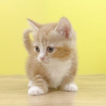 マンチカン(短足)【東京都・女の子・2025年8月17日・レッドタビー&ホワイト（ショートヘアー）】の写真「極短足❤️爪先ソックスタイプの可愛い女の子❤️」