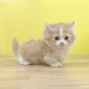 ミヌエット(短足)【東京都・男の子・2025年9月3日・クリームタビー&ホワイト（ロングヘアー）】の写真「極短足❤️きゅるきゅるおめめの男の子❤️」