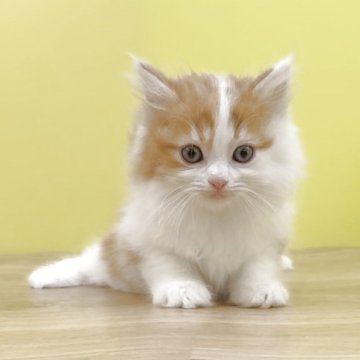 マンチカン(長足)【東京都・女の子・2025年8月17日・レッドタビー&ホワイト（ロングヘアー）】の写真「足長ちゃん❤️キレイ系のおてんばガール❤️」