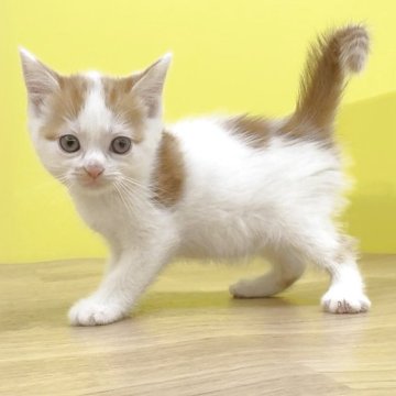 マンチカン(長足)【東京都・女の子・2025年8月17日・レッドタビー&ホワイト（ショートヘアー）】の写真「マンチカン❤️元気いっぱいのおてんばガール❤️足長」