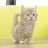 マンチカン(長足)