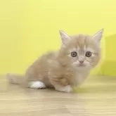 マンチカン(短足)