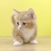 マンチカン(短足)