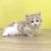 ミヌエット(長足)