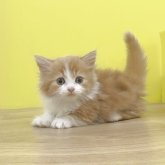 ミヌエット(短足)