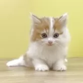 マンチカン(長足)