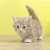 マンチカン(短足)【東京都・男の子・2025年10月1日・レッドタビー&ホワイト】の写真2