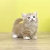 マンチカン(短足)【東京都・男の子・2025年10月1日・レッドタビー&ホワイト】の写真3