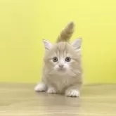 マンチカン(短足)【東京都・男の子・2025年10月1日・レッドタビー&ホワイト】の写真6