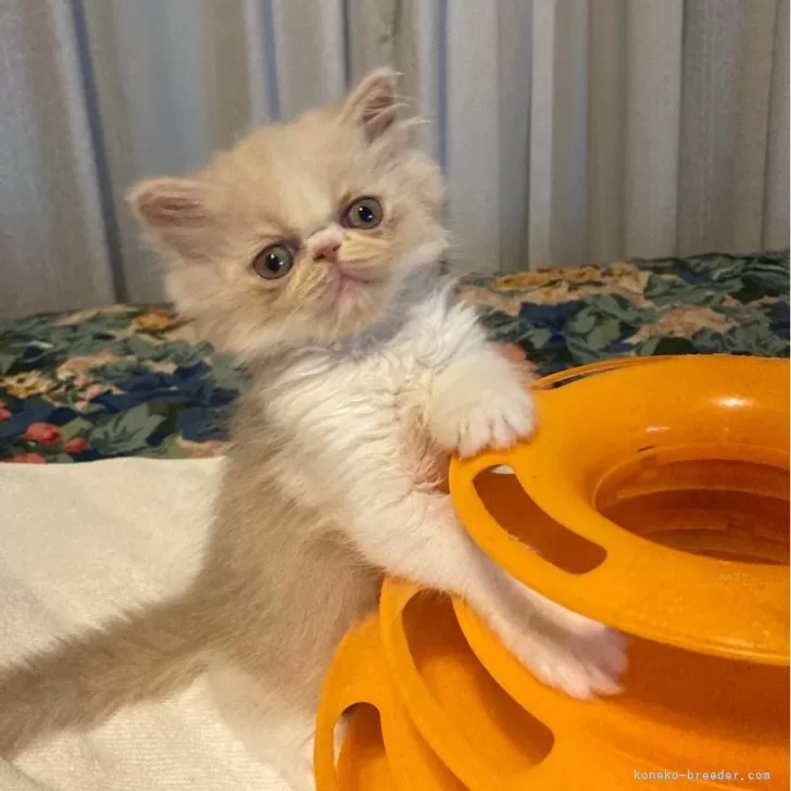 ID：2409-00473の子猫