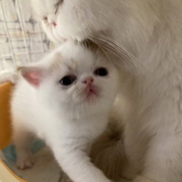 エキゾチックショートヘア【岐阜県・男の子・2023年4月10日・レッドタビーアンドホワイト（ショート）】の写真「とても元気で、好奇心旺盛なぼくちんです」