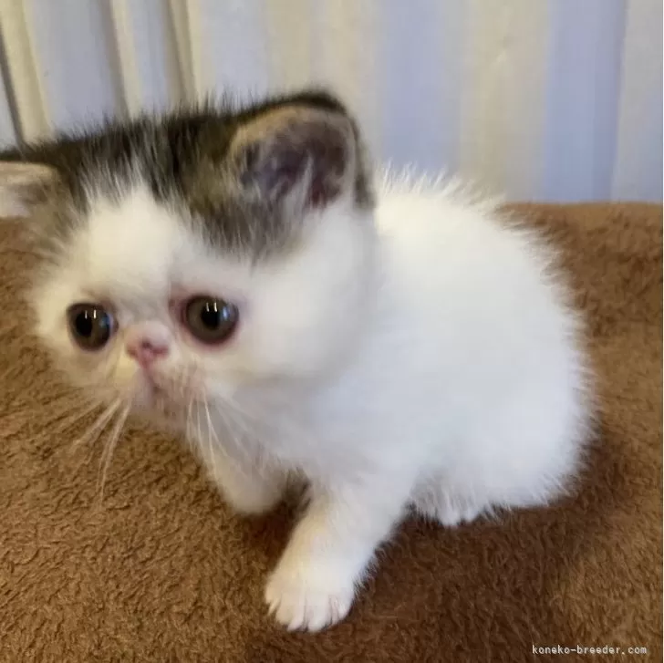 ID:2502-00305の子猫