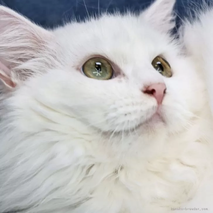 ID:2407-00752の子猫