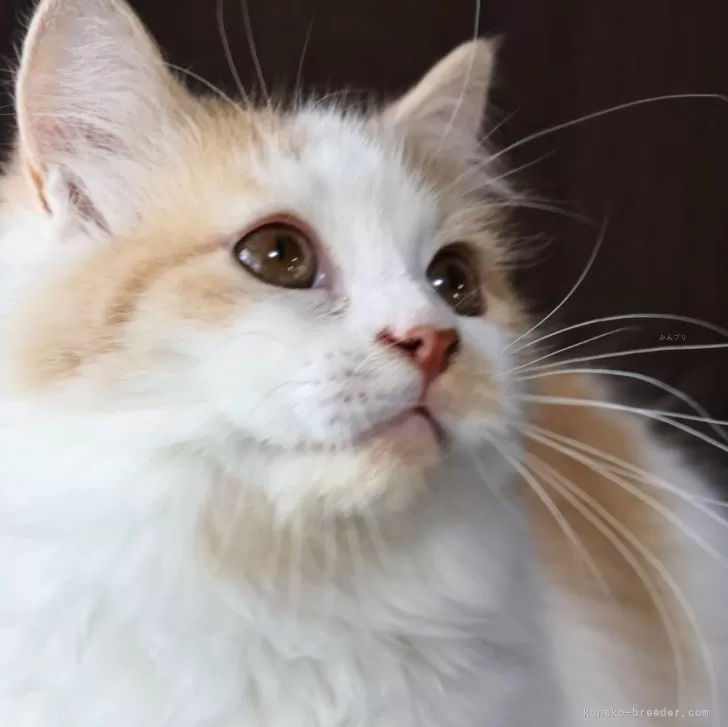 ID：2307-01295の子猫