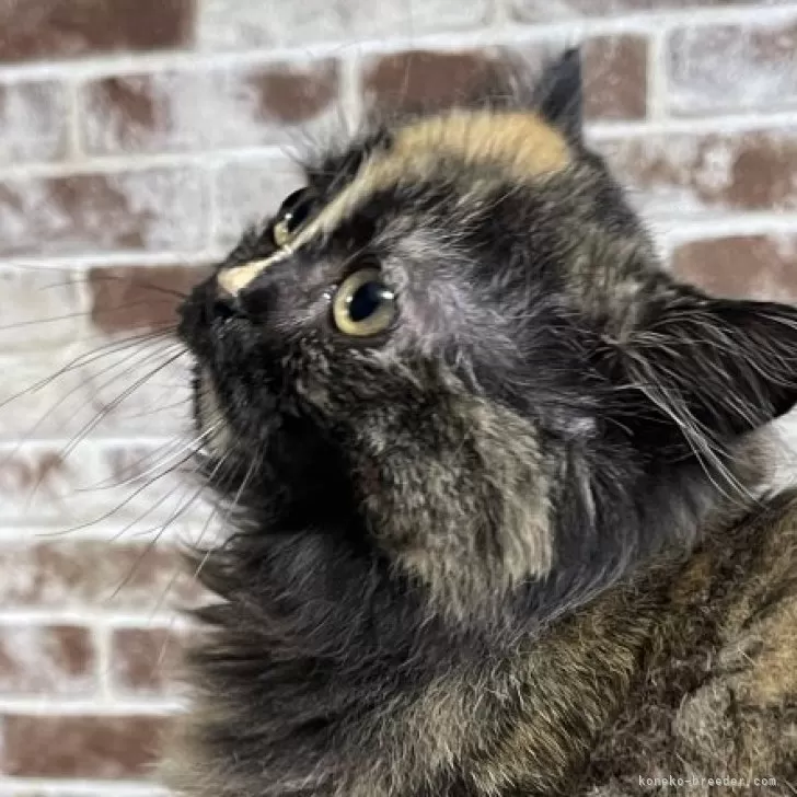 ID:2402-00969の子猫