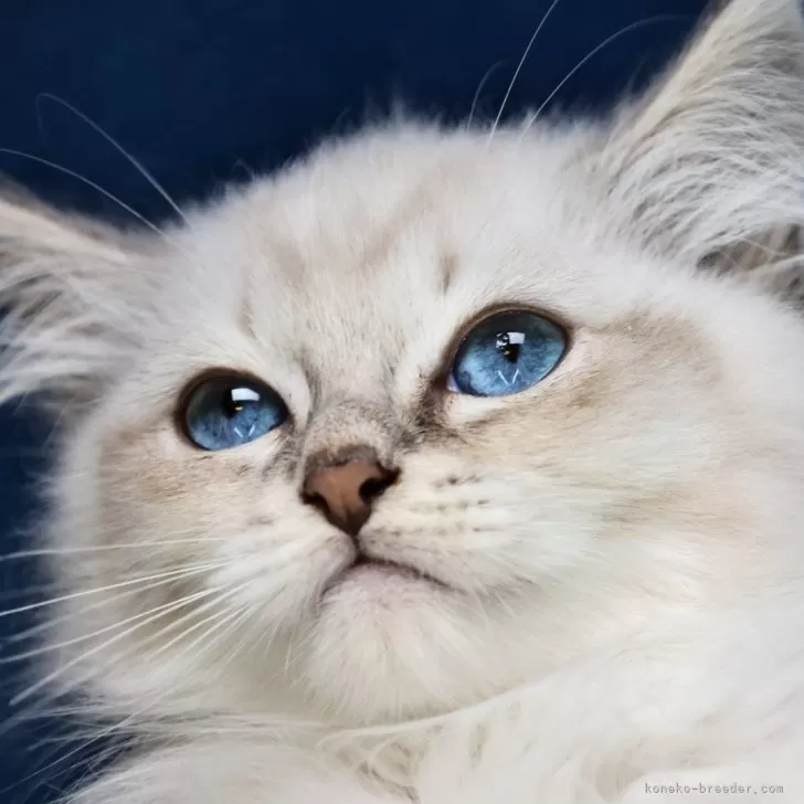 ID:2404-00692の子猫