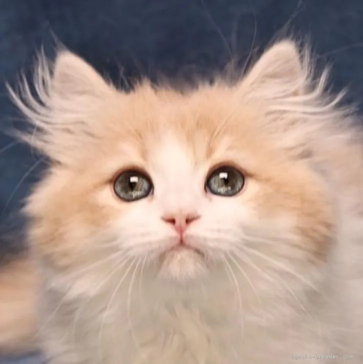 ID：2302-01457の子猫