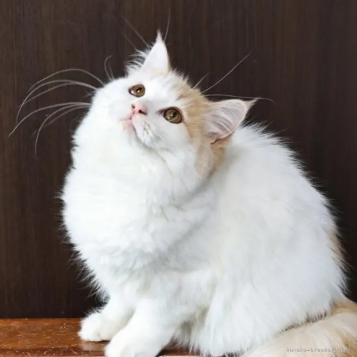 ID：2307-01296の子猫