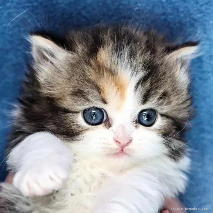 ID:2402-00973の子猫