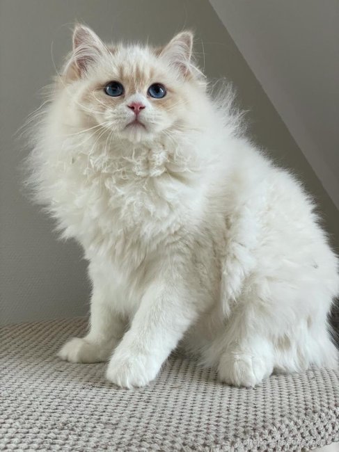 サイベリアン【・男の子・2021年8月15日・クリームクラシックタビー&amp;ホワイト】