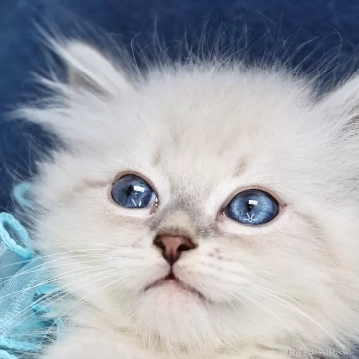 ID:2409-03266の子猫