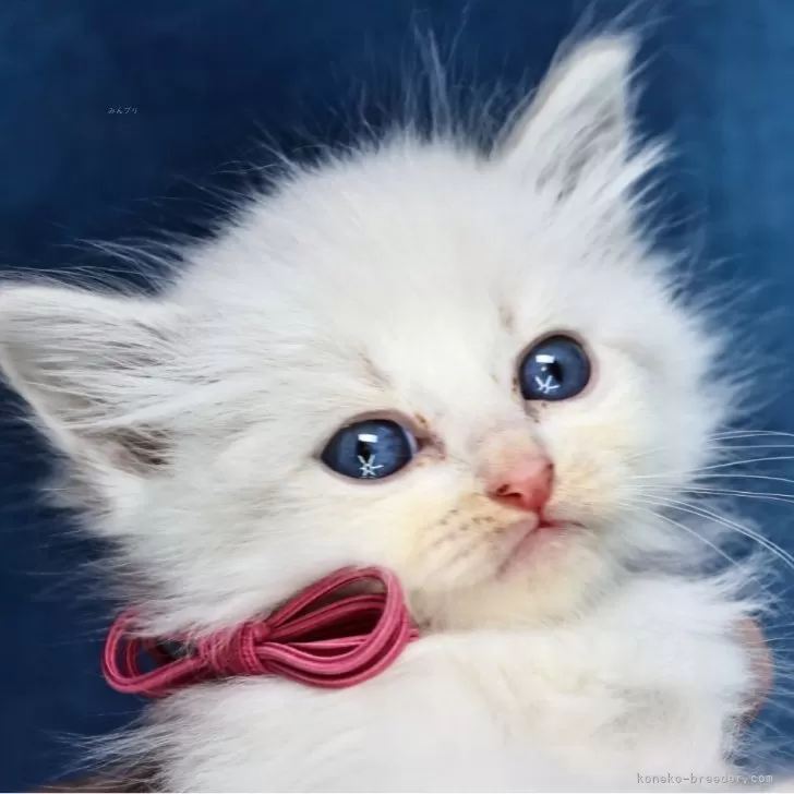 ID:2312-02970の子猫