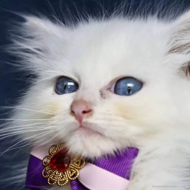 ID：2410-02166の子猫