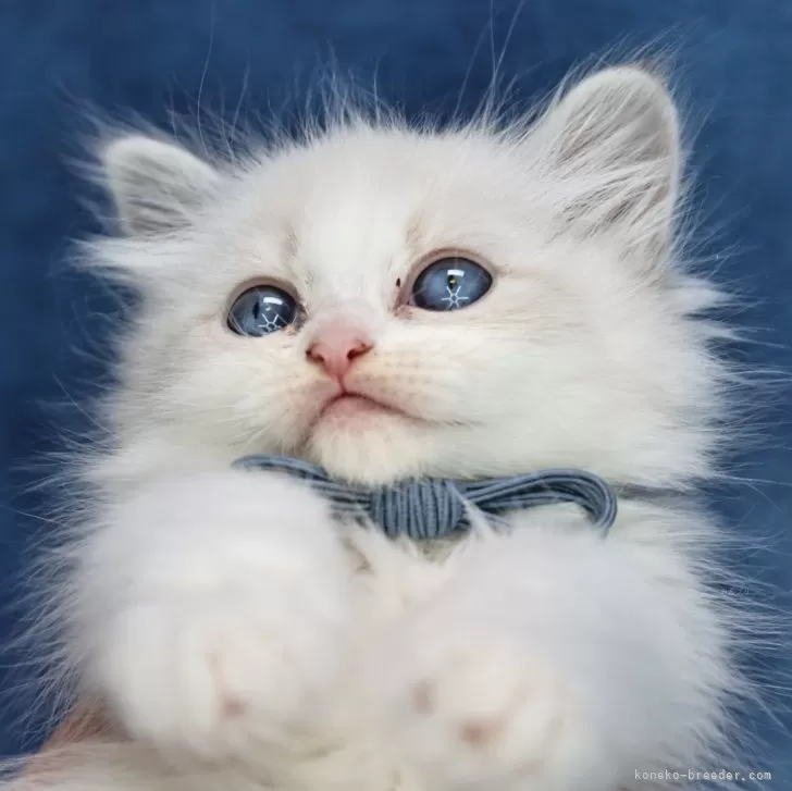 ID:2312-02971の子猫