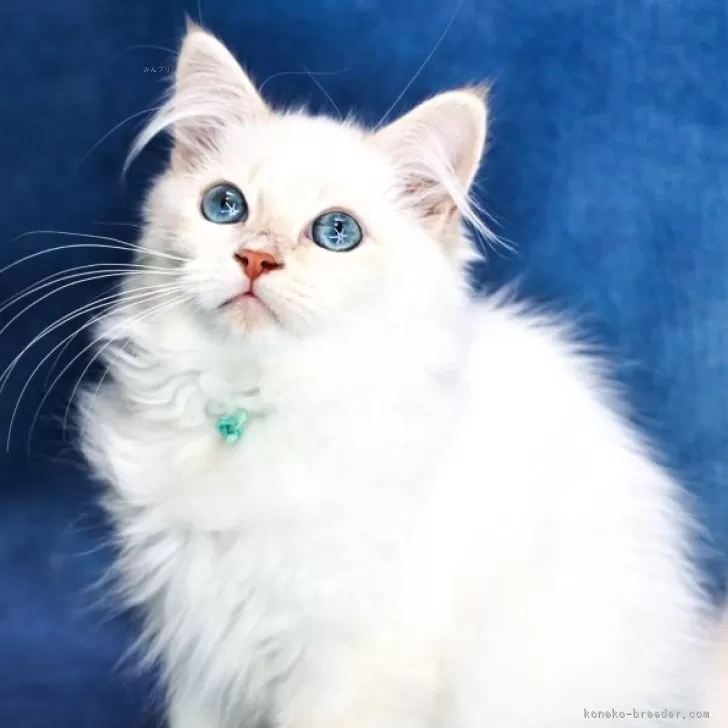 ID：2308-02587の子猫